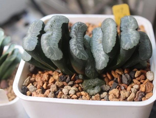 玉扇開花條件 玉扇開花條件