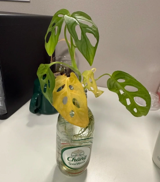 龜背竹葉子變黃 龜背竹葉子變黃