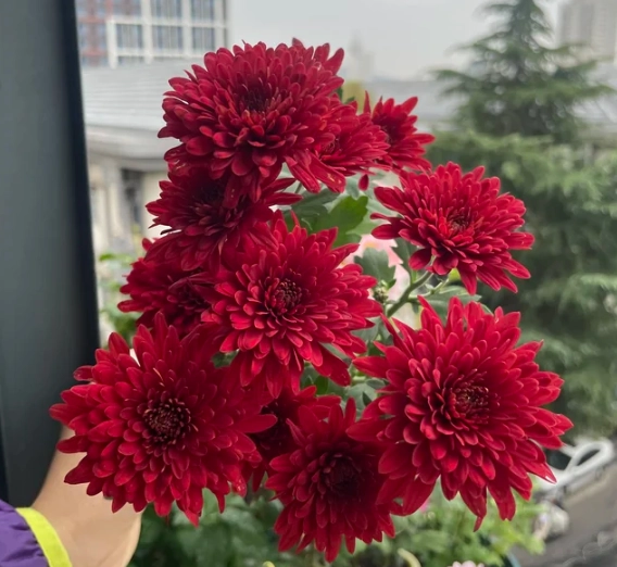 紅色菊花象徵 紅色菊花象徵