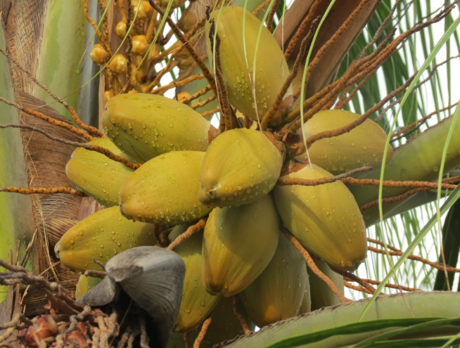 椰樹鬚根特點 椰樹鬚根特點