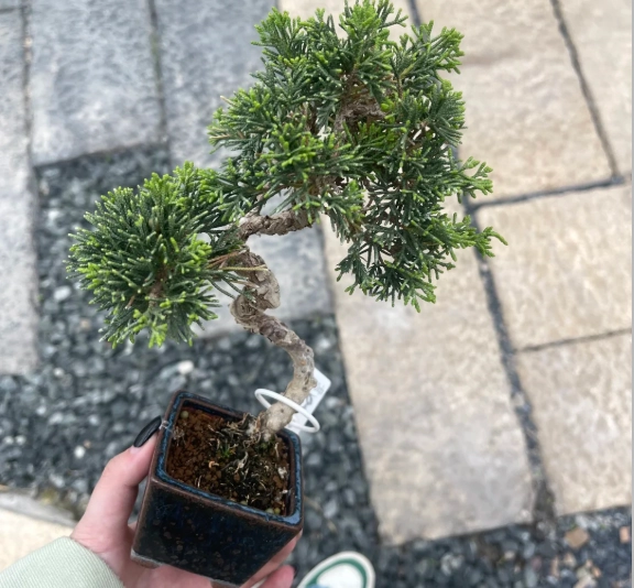 真柏冬季養護 真柏冬季養護