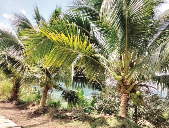 椰樹是主根嗎 椰樹是主根嗎