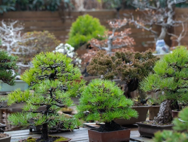 真柏休眠管理 真柏休眠管理