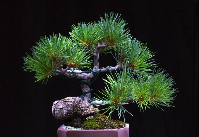 松柏盆栽養護方法