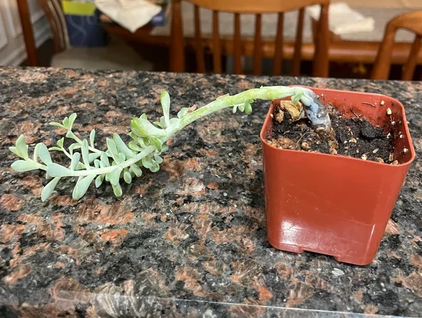 多肉倒了拯救方法 多肉倒了拯救方法