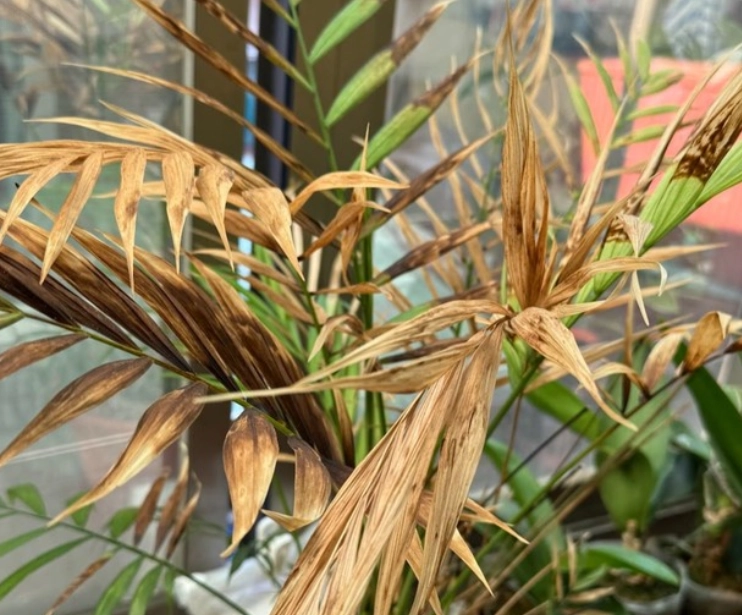 植物枯萎解決方法