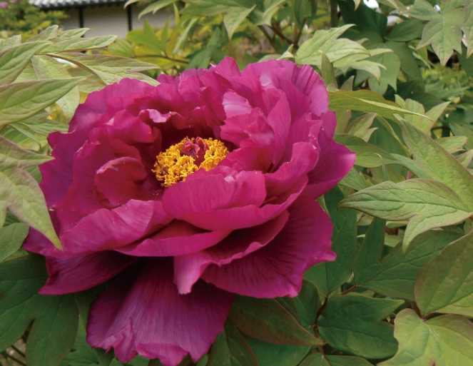適合室內的大型植物 適合室內的大型植物