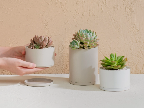 多肉換盆方法 多肉換盆方法