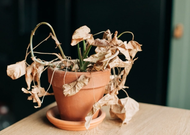 植物照顧常見問題