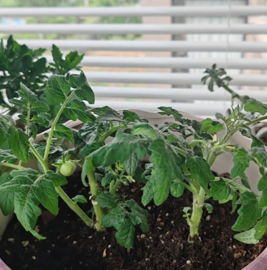 番茄生長問題解決 番茄生長問題解決