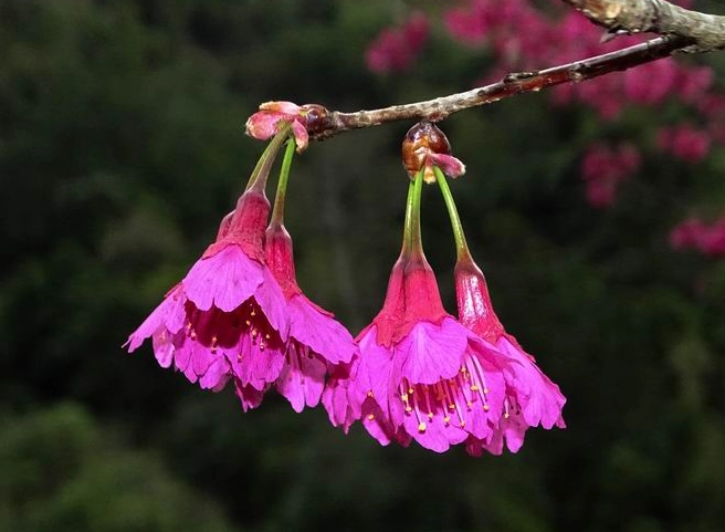 台灣紅色花樹 台灣紅色花樹