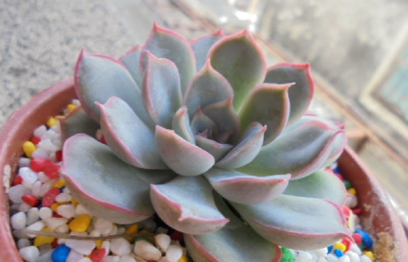 多肉植物品种名称