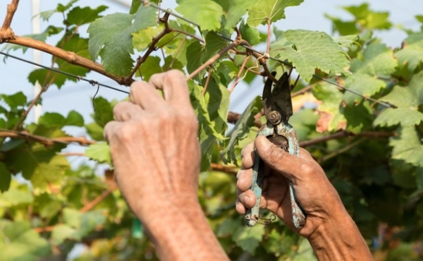 葡萄種植方法