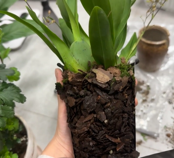 蘭花換盆技巧 蘭花換盆技巧