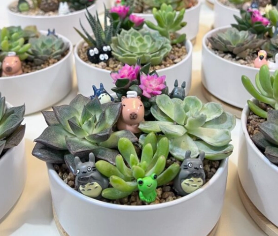 多肉植物照顧技巧