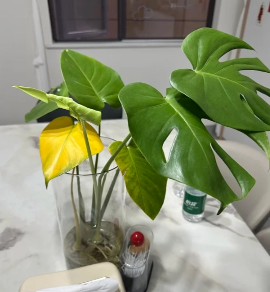 龜背竹水培問題