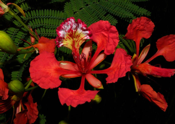 台灣紅色花樹 台灣紅色花樹