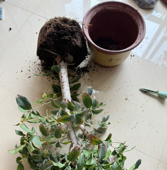 植物換土方法