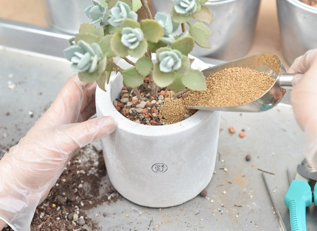 多肉換盆方法 多肉換盆方法