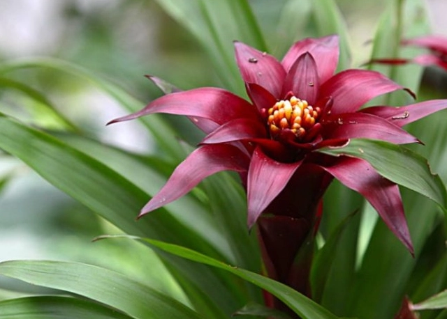 觀賞鳳梨養護 觀賞鳳梨養護