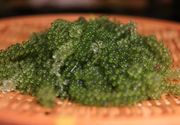 海葡萄食譜 海葡萄食譜