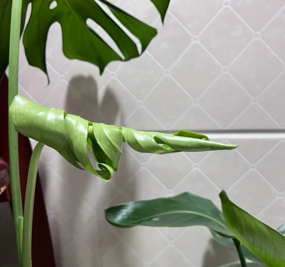 葉子捲曲原因 葉子捲曲原因