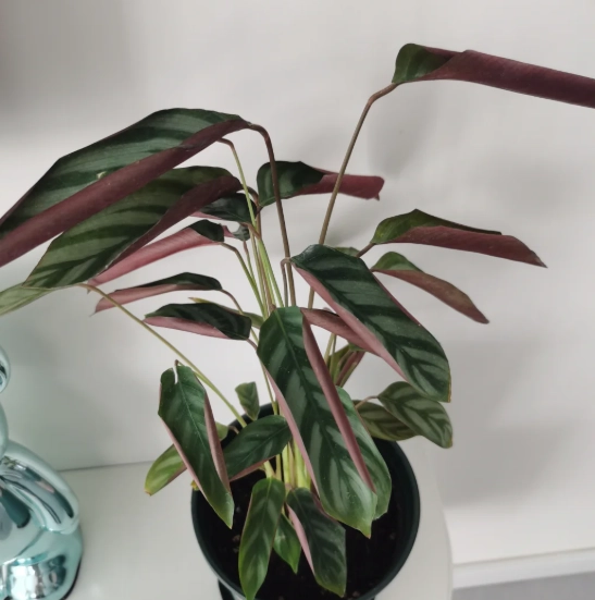 觀葉植物捲葉原因