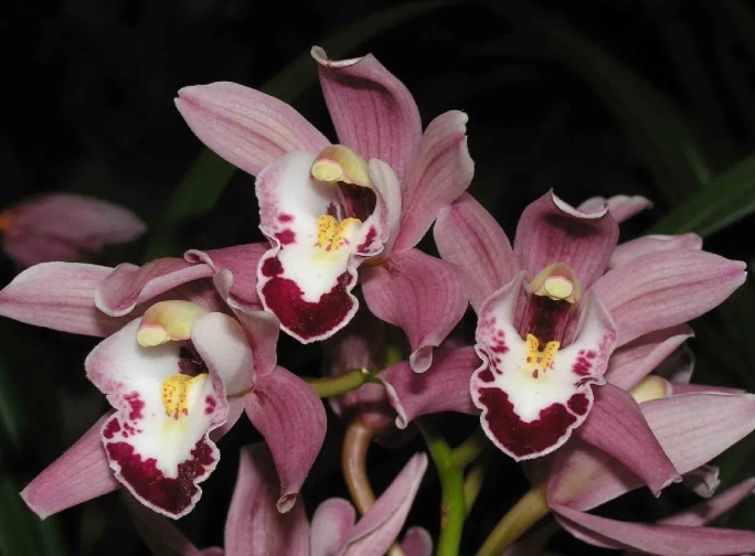 虎頭蘭開花秘訣