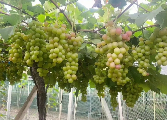 葡萄栽培環境 葡萄栽培環境