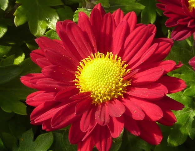 紅色菊花象徵 紅色菊花象徵