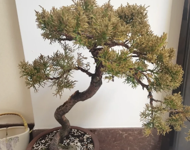 真柏枯黃救治 真柏枯黃救治