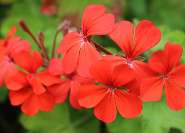 紅色花植物養護