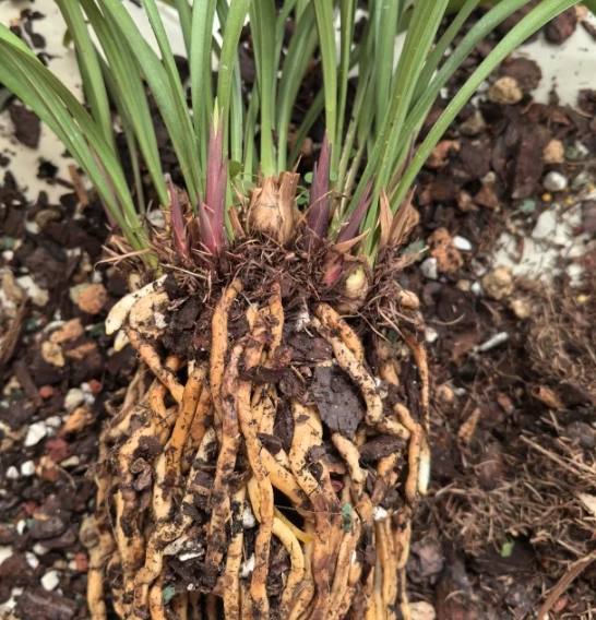 蘭花換盆技巧 蘭花換盆技巧