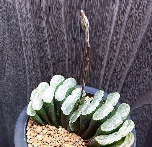 多肉植物開花 多肉植物開花