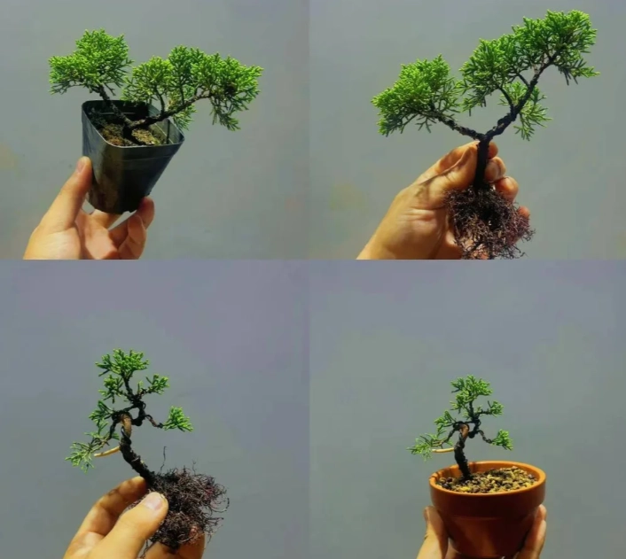 真柏盆景造型 真柏盆景造型