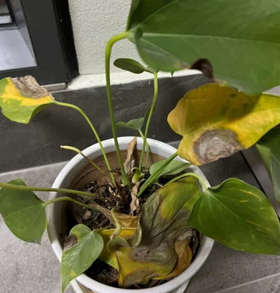 植物急救方法 植物急救方法