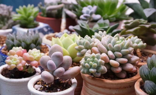 多肉植物養護