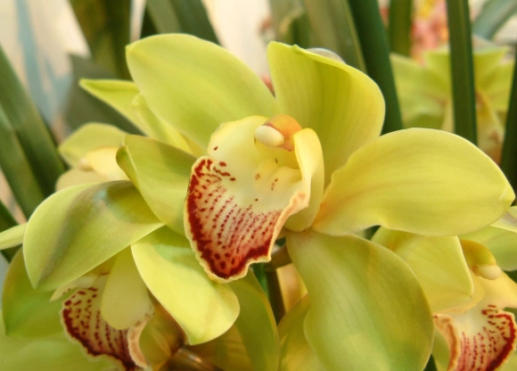 虎頭蘭照顧技巧