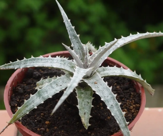 沙漠鳳梨澆水技巧 沙漠鳳梨澆水技巧