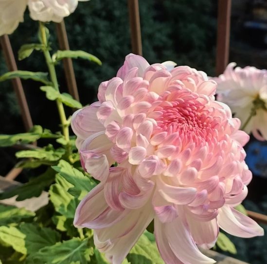 菊花花語粉色 菊花花語粉色