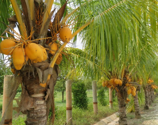 椰樹根系類型 椰樹根系類型