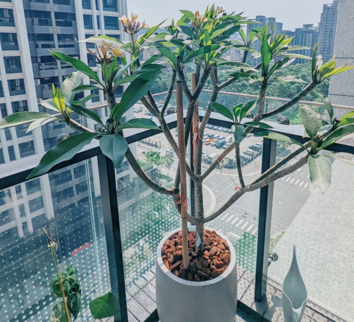 大型植物養護方法 大型植物養護方法