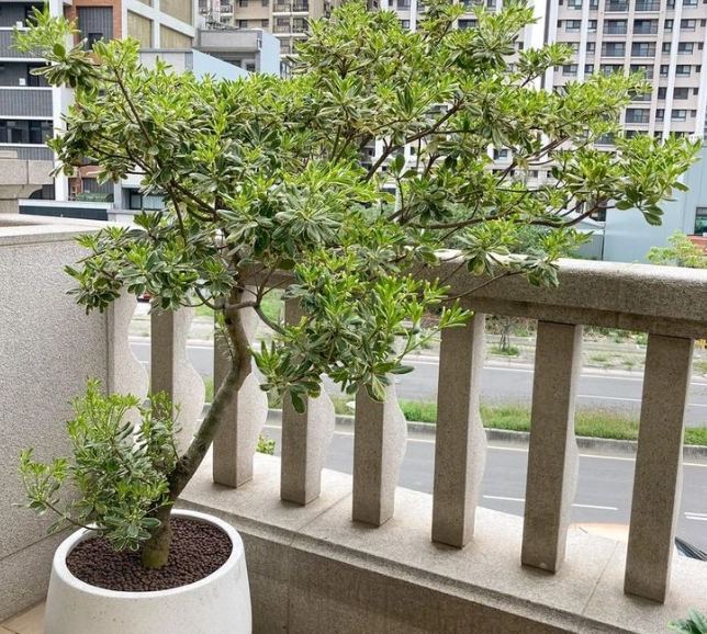 戶外大型植物推薦 戶外大型植物推薦