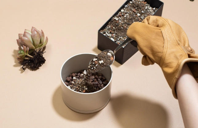 多肉換盆方法 多肉換盆方法