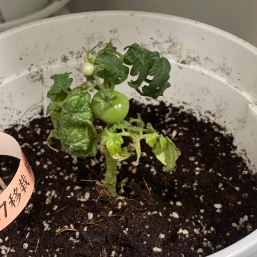 番茄長不大原因 番茄長不大原因