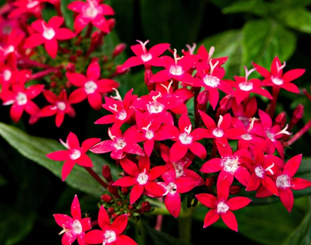 紅色花植物種類