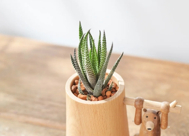 辦公室多肉植物