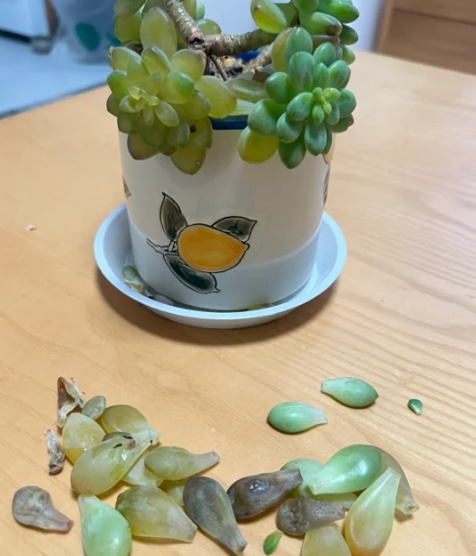 多肉植物透明葉片處理