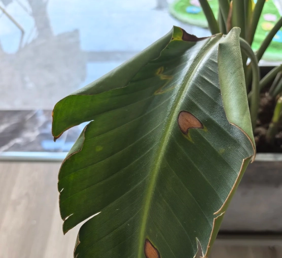 觀葉植物捲葉原因