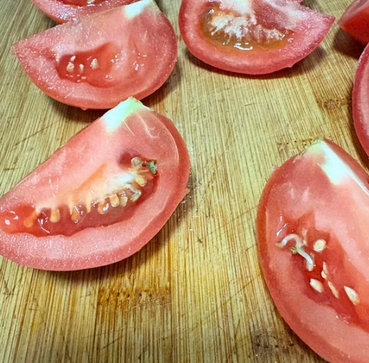 番茄發芽食用安全 番茄發芽食用安全
